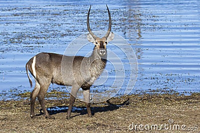 Huge male waterbuck standing on the shore of lake Stock Photo