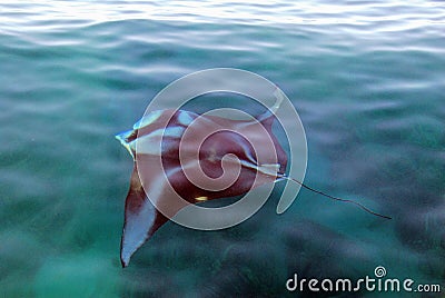 Huge manta ray just near the water`s surface Stock Photo