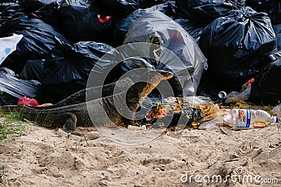 Huge 2 meters reptiles varans are eating garbage/discarded food from restaurant. Editorial Stock Photo
