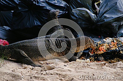 Huge 2 meters reptiles varans are eating garbage/discarded food from restaurant. Editorial Stock Photo