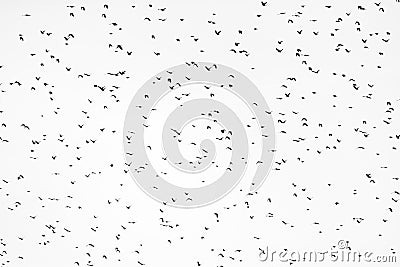 A huge murmuration of blackbirds flying against a cloudy white sky Stock Photo