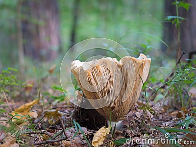 Huge mushroom Stock Photo