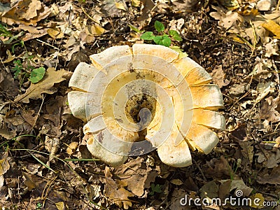 Huge mushroom in the forest Stock Photo