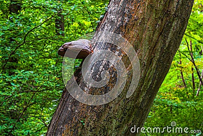 Huge mushroom parasite on trunk of a tree Stock Photo