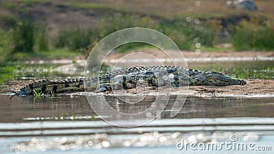 Sunbathing crocodile Stock Photo