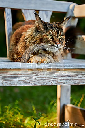 Huge noble Maine coon cat lies impressively on white bench in the garden. Stock Photo