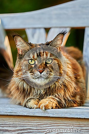 Huge noble Maine coon cat lies impressively on white bench in the garden and looks at the camera. Stock Photo