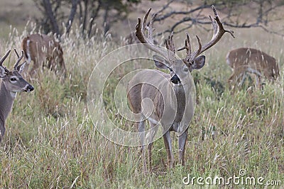 Huge Nontypical Whitetail Buck Stock Photo