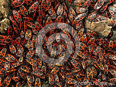 A huge number of red beetles that gathered under the base of the tree Stock Photo