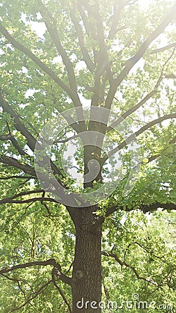 Huge Oak tree with many branches and green leaves Stock Photo
