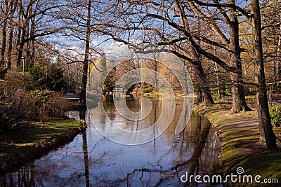 Huge old oaks above river. Early Spring City Park Landscape. Stock Photo