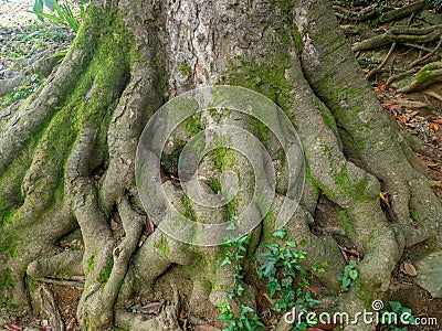 A huge old tree with intertwining roots. Powerful root system. Root pattern. Part of a tree Stock Photo