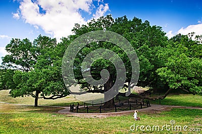 Huge old tree and tiny girl Stock Photo