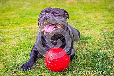 A huge open mouthed smile of delight and happiness on a black Staffordshire Bull Terrier dog Stock Photo