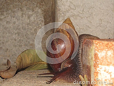 A huge opportunistic snail loosing. Stock Photo