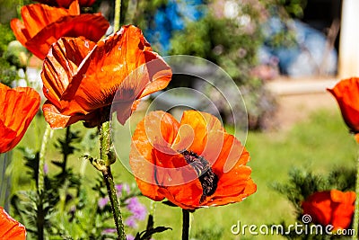 Huge orange Oriental poppies Papaver orientale have a radiant and papery blooms with black eyes Stock Photo