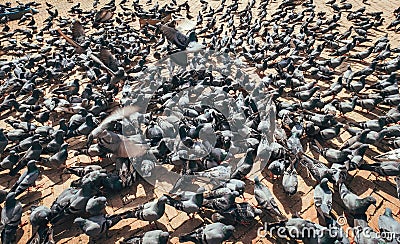 Huge pigeons flock feeding on the famous square in Kathmandu with Boudhanath Stupa - the largest spherical stupas in Nepal. Stock Photo