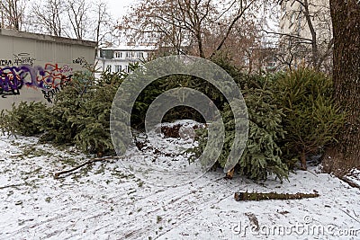 Huge pile of Christmas trees thrown out after Christmas and new year celebration. Editorial Stock Photo