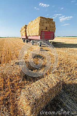 Huge pile of hay on trailer standing on agricultural field Stock Photo