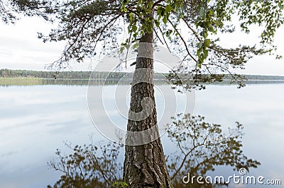 Huge pine over lake Stock Photo