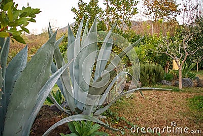 A huge plant of agava in the park on the slope of Vesuvius at sunrise Stock Photo