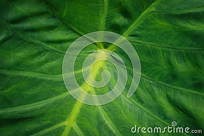 Huge plant leaf closeup, tropical plants leaves macro Stock Photo