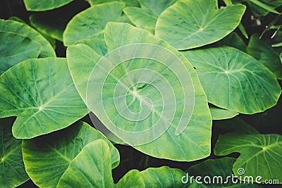 Huge plant leaf closeup, tropical plants leaves macro Stock Photo