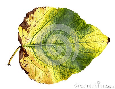 huge poplar leaves Stock Photo