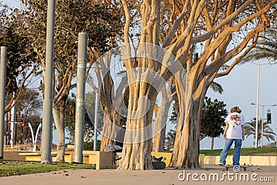 Huge poplar trees with intertwined trunks in the Sprintak area. The girl is riding a skateboard Editorial Stock Photo