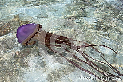 Huge purple jellyfish in shallow water Stock Photo