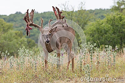 Huge racked whitetail buck coming out of velvet Stock Photo