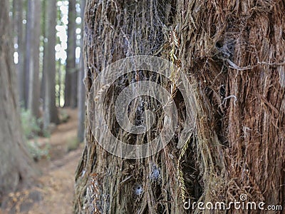 Huge redwood trees at Hamurana Springs, Rotorua, New Zealand Stock Photo