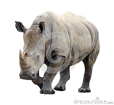 Huge rhino isolated Stock Photo