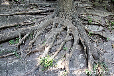 Huge roots of the tree growing outside Stock Photo