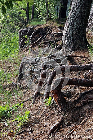 Huge roots of trees sticking out of the ground on the shore of the lake Stock Photo