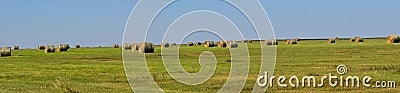 Round bales in a vast alfalfa field Stock Photo