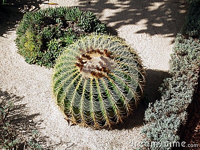 Huge round cactus Stock Photo