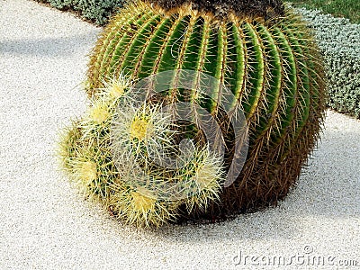 Huge round cactus, close-up Stock Photo