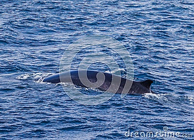 Huge Sei Whale glides through ocean near coast of Antarctica Stock Photo