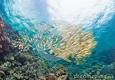 Huge Shoal of Yellow Fish Stock Photo