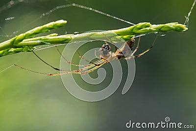 Huge Colorful Spider Waiting for Its Prey on a Green Plant Stock Photo