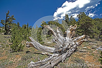 Huge split wood lies in the landscape of Mt. Evans. Stock Photo