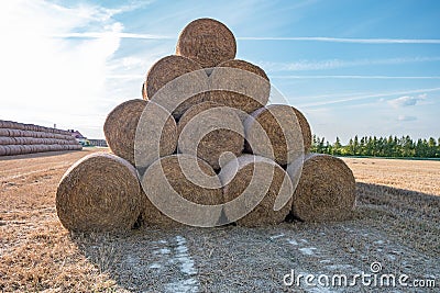 Huge straw pile of Hay roll bales on among harvested field. cattle bedding Stock Photo
