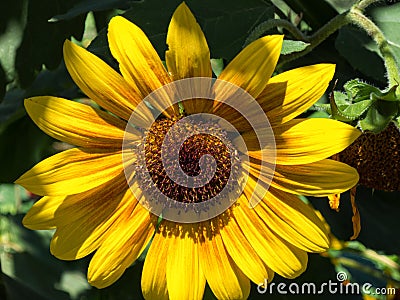 Sunflower in dramatic lighting Stock Photo