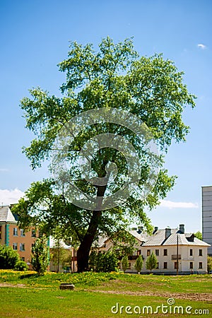 A huge tall thick tree grows in a wasteland Stock Photo