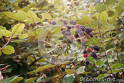 Huge torn-free blackberries begin to ripen, France Stock Photo