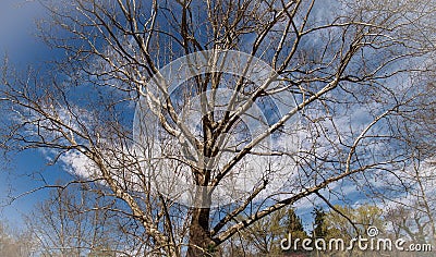 Huge Tree on Elkin & Alleghany Rail Trail Stock Photo
