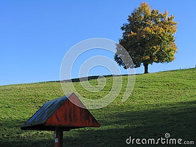 Huge tree in the meadow Stock Photo