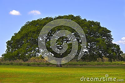 Huge Tree Stock Photo