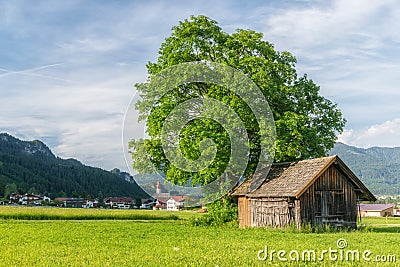 Huge tree next to old wooden house Stock Photo